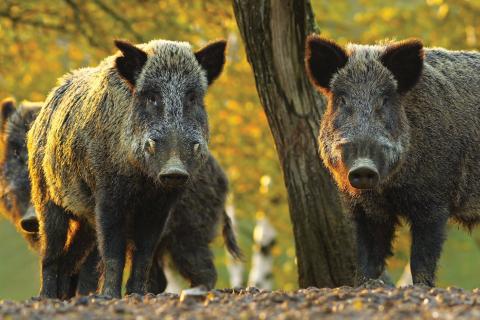 wild boar 5